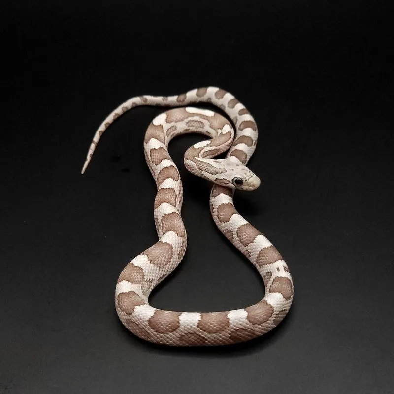 Jak być przebiegłym jak węże? Mądrość biblijna w codziennym życiu